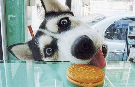 Dog and a cookie